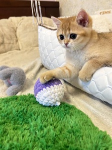 котенок скотиш фолд