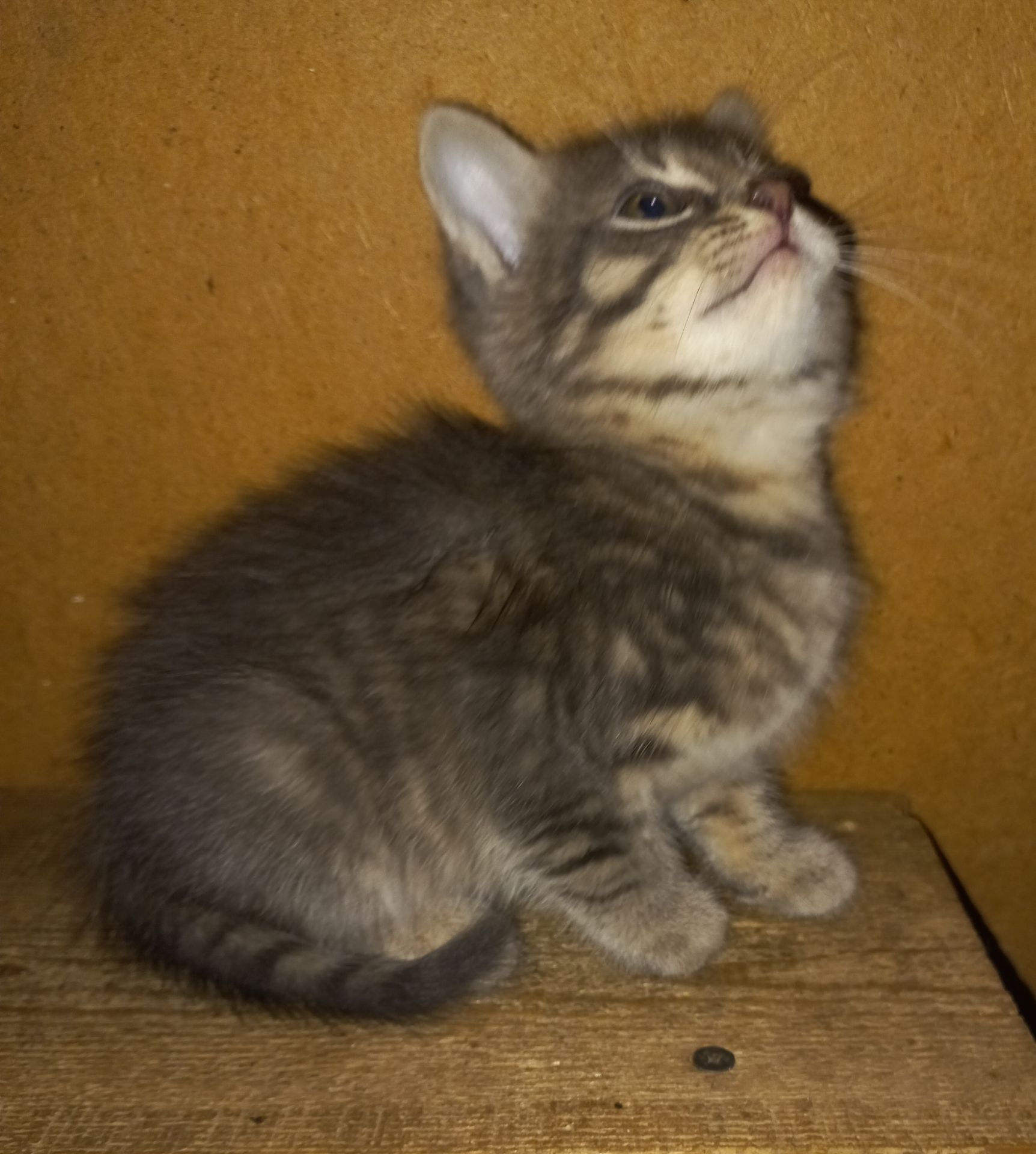 Милые котята