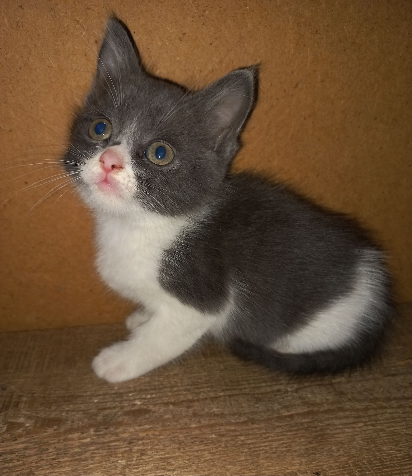 Милые котята