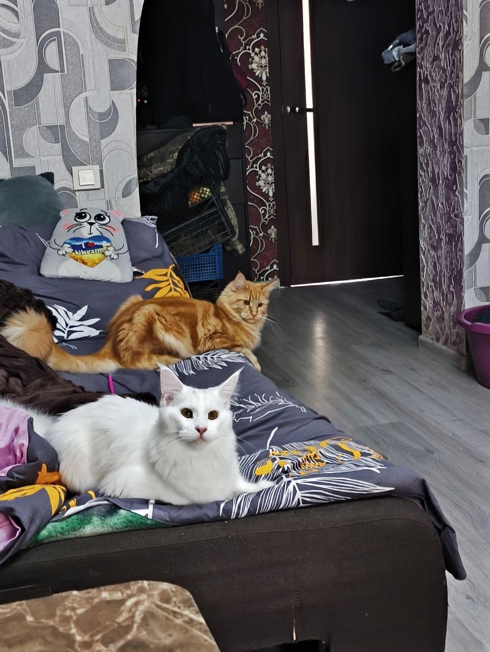 Вязка кошек