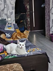 Вязка кошек