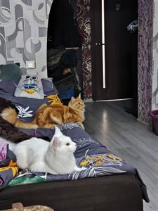 Вязка кошек