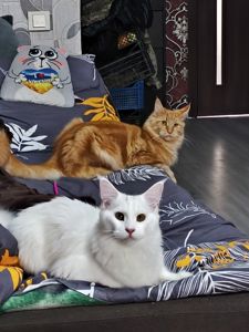 Вязка кошек