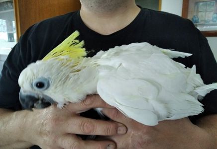 Жовтохохлий какаду Власного розведення