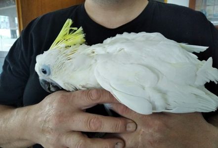 Жовтохохлий какаду Власного розведення