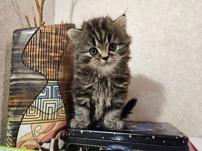 Чарівна шотландська довгошерста киця