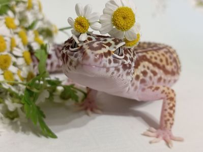 Леопардовый геккон эублефар