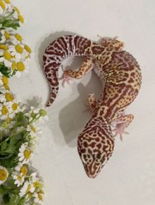 Леопардовый геккон эублефар
