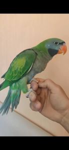 Китайський Кольчатий папужка викормиш ручний