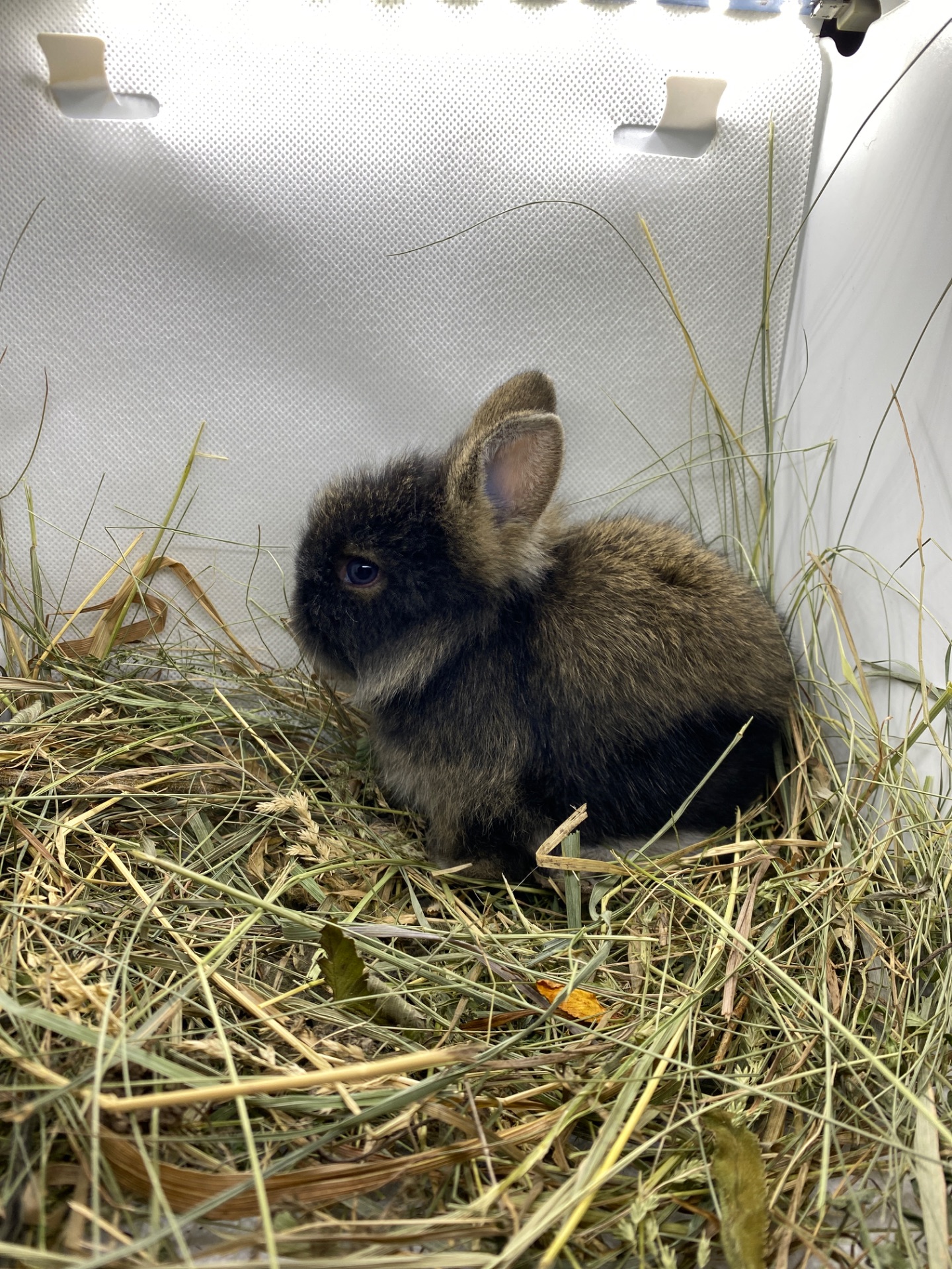 Малюк lionhead