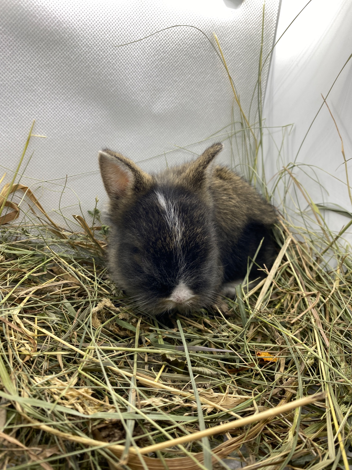 Малюк lionhead