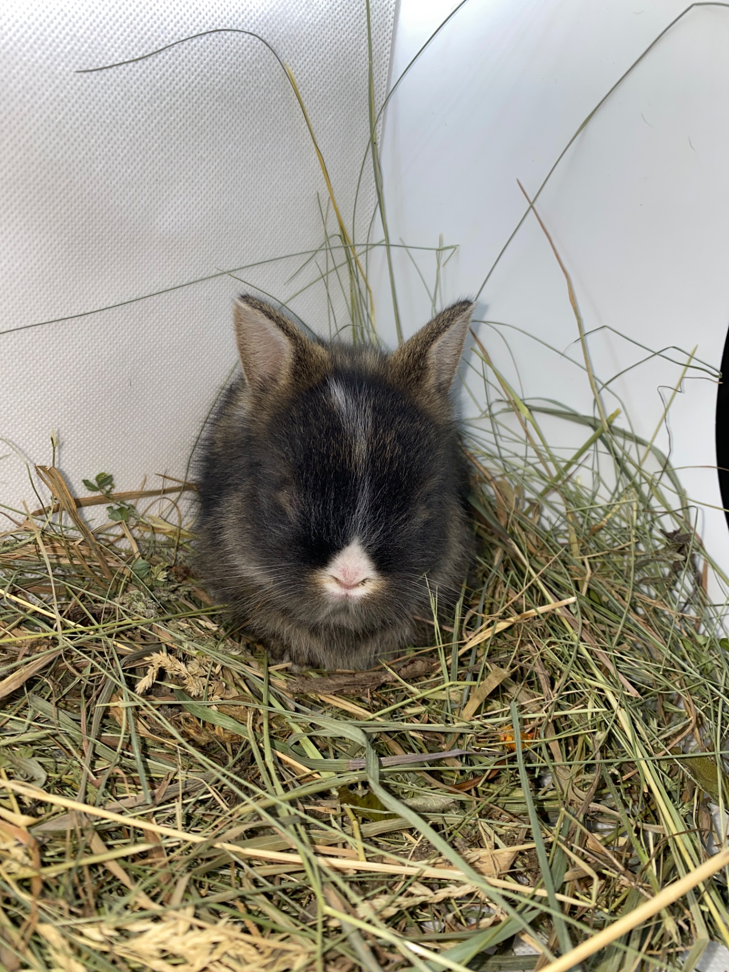 Малюк lionhead