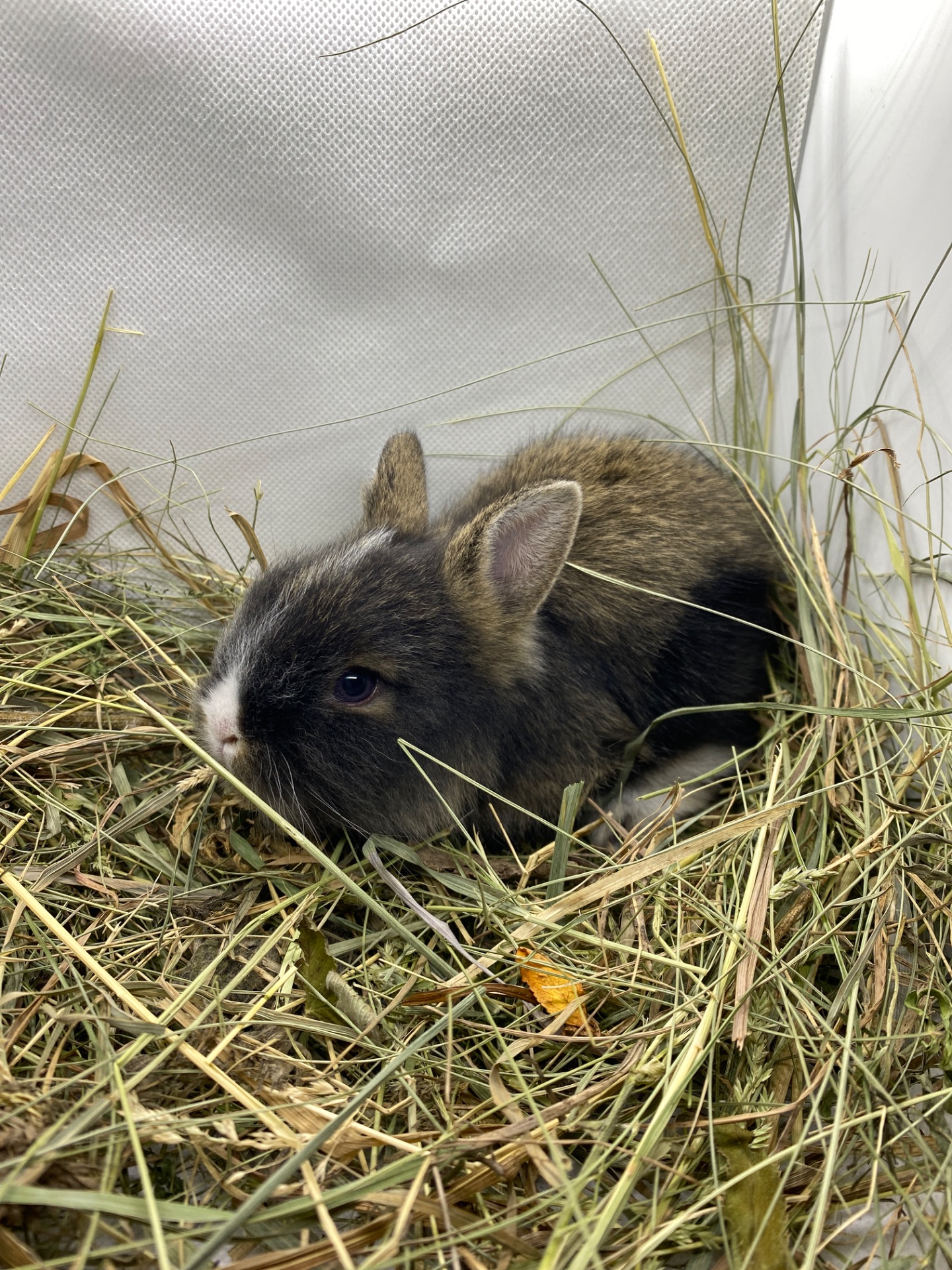 Малюк lionhead