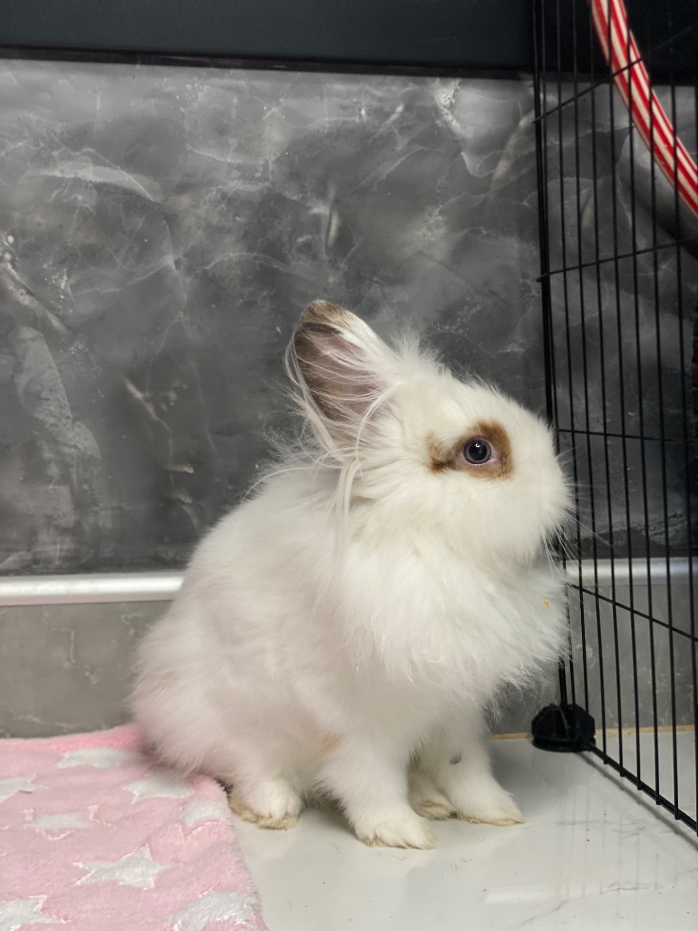 Малюк lionhead