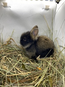 Малюк lionhead