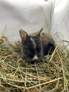 Малюк lionhead