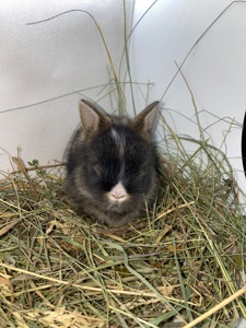 Малюк lionhead