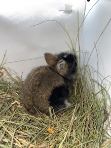 Малюк lionhead