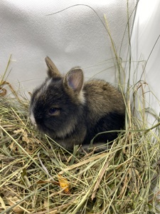 Малюк lionhead