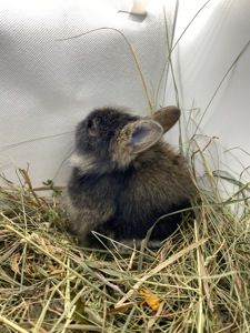 Малюк lionhead