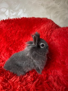 Малюк lionhead
