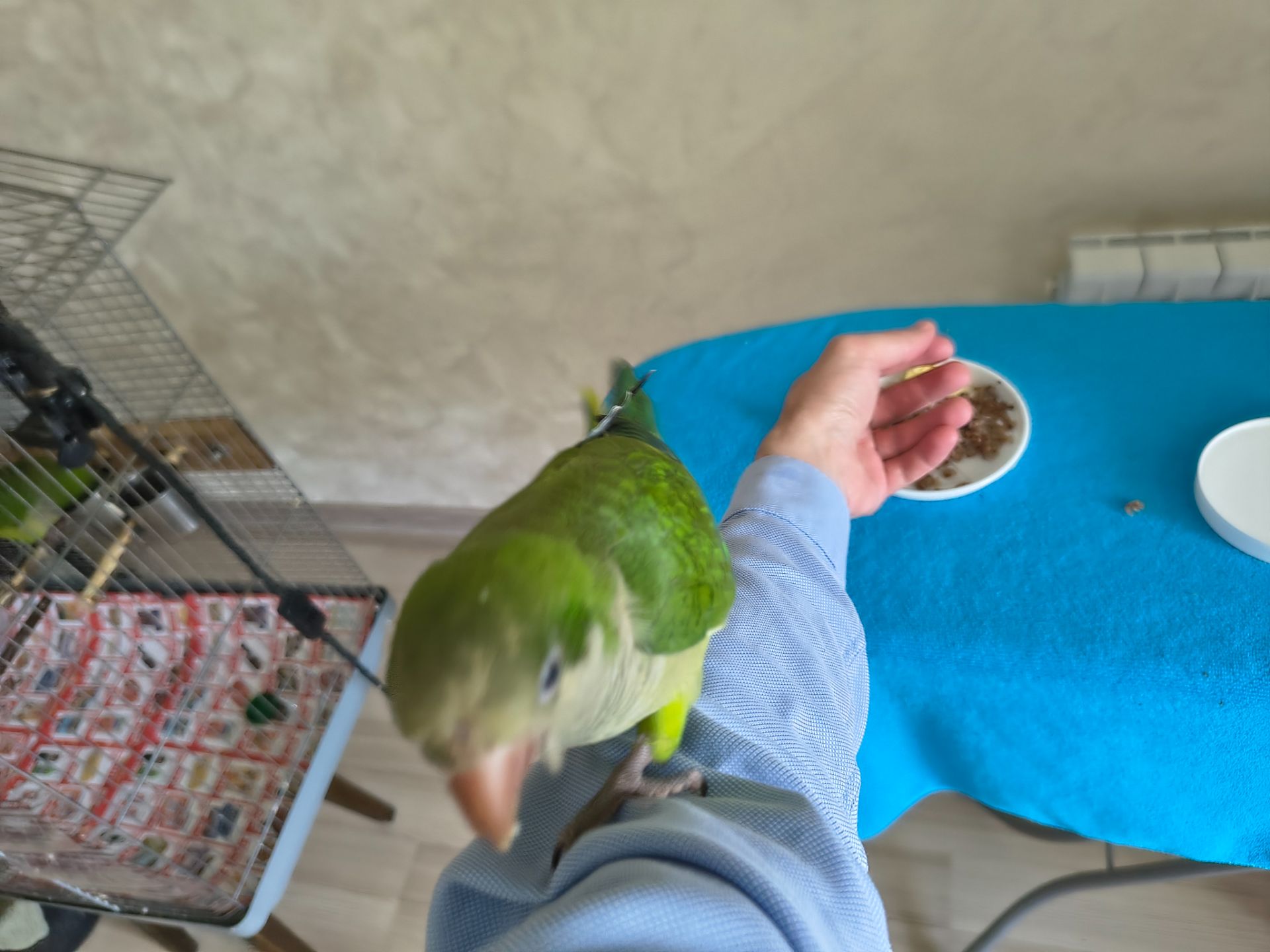 Ручне пташеня, вигодованець