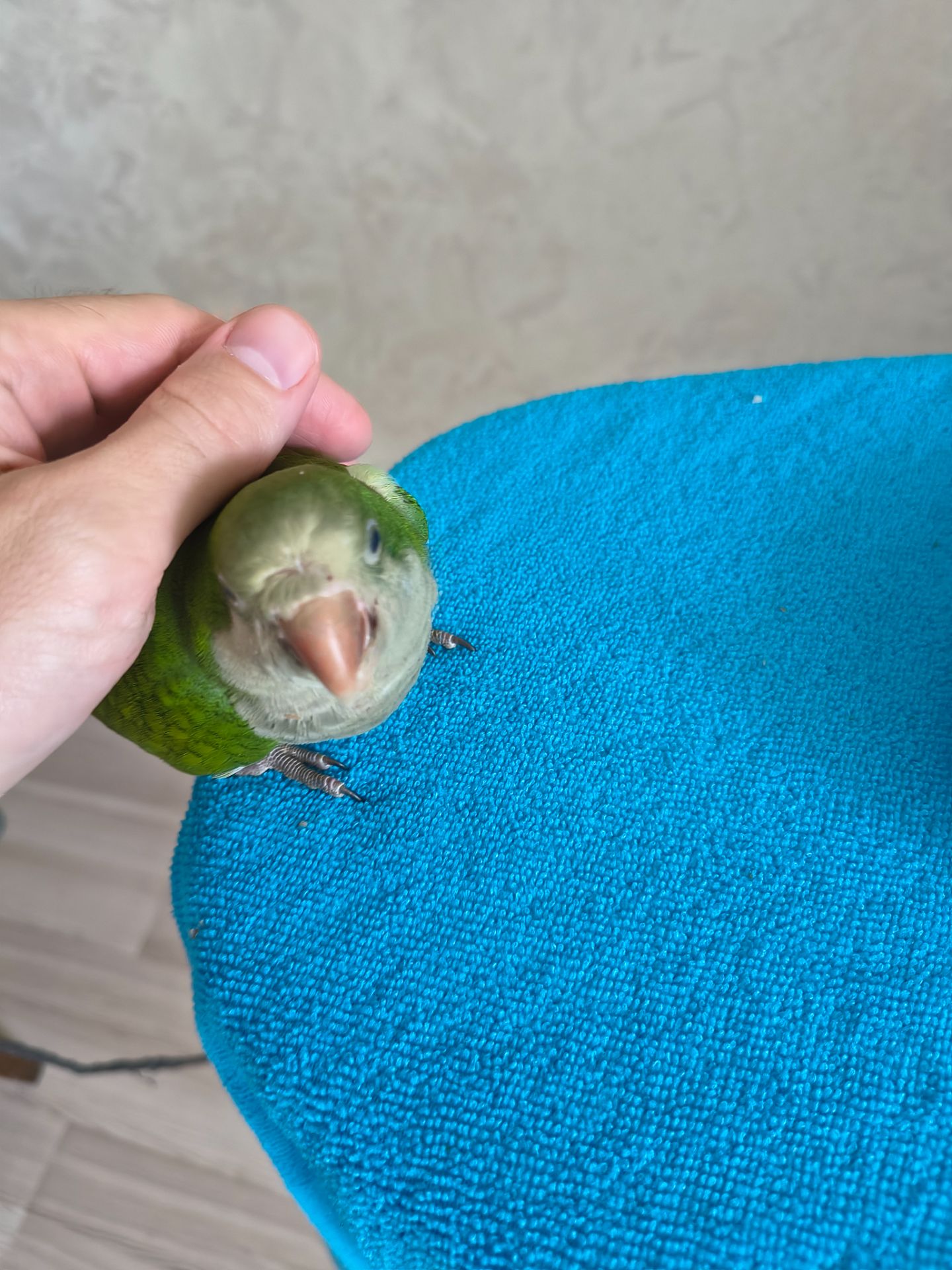Ручне пташеня, вигодованець