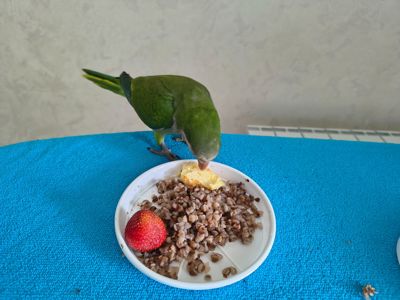 Ручне пташеня, вигодованець