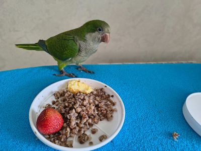 Ручне пташеня, вигодованець