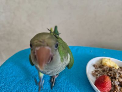 Ручне пташеня, вигодованець