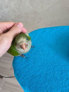 Ручне пташеня, вигодованець