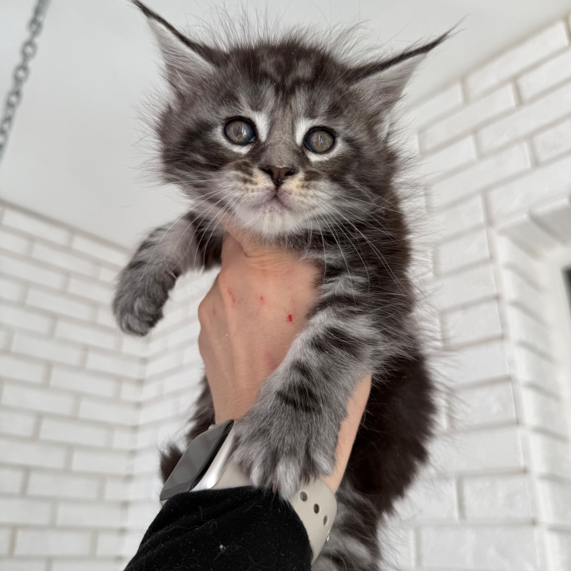 Котик мейн-кун з документами