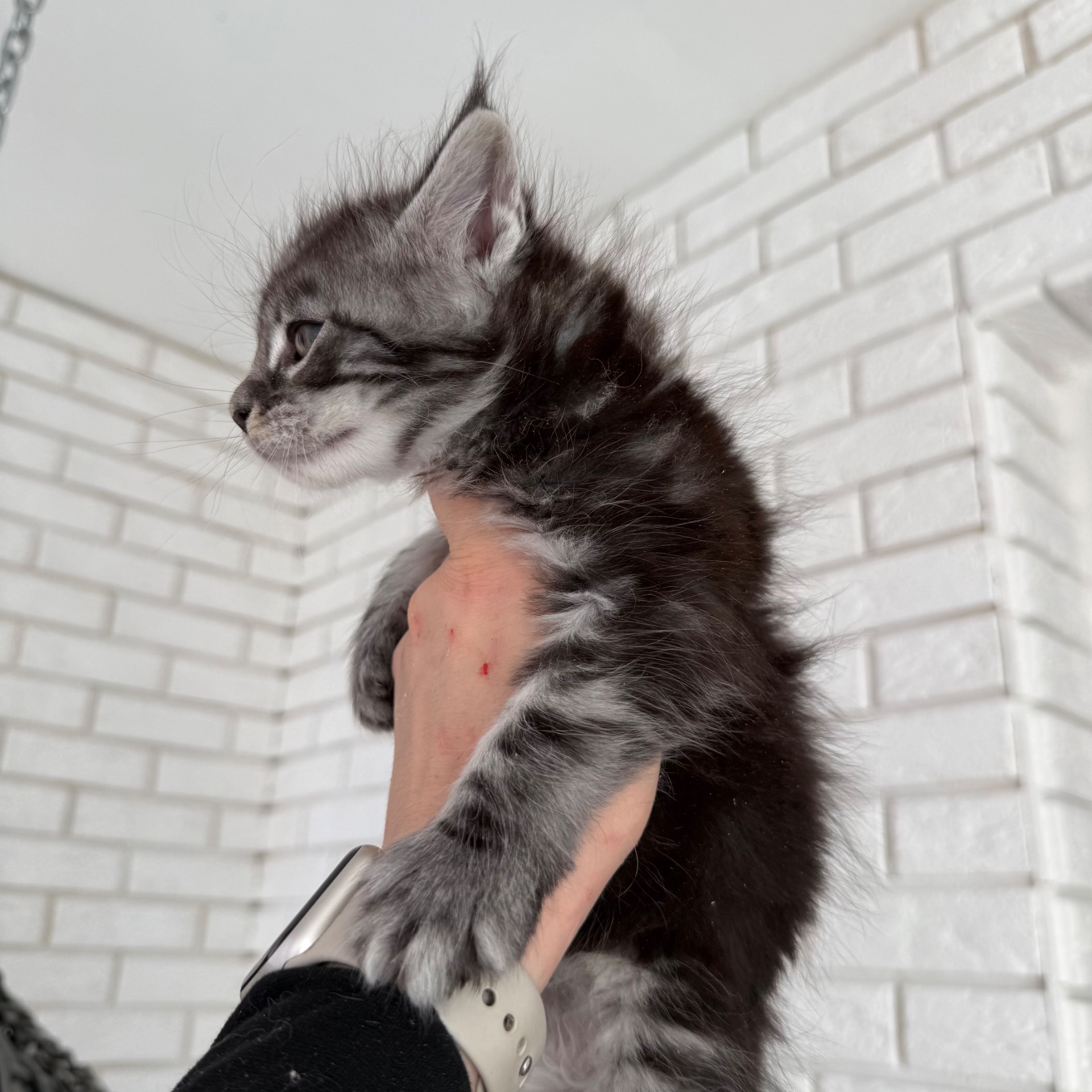 Котик мейн-кун з документами
