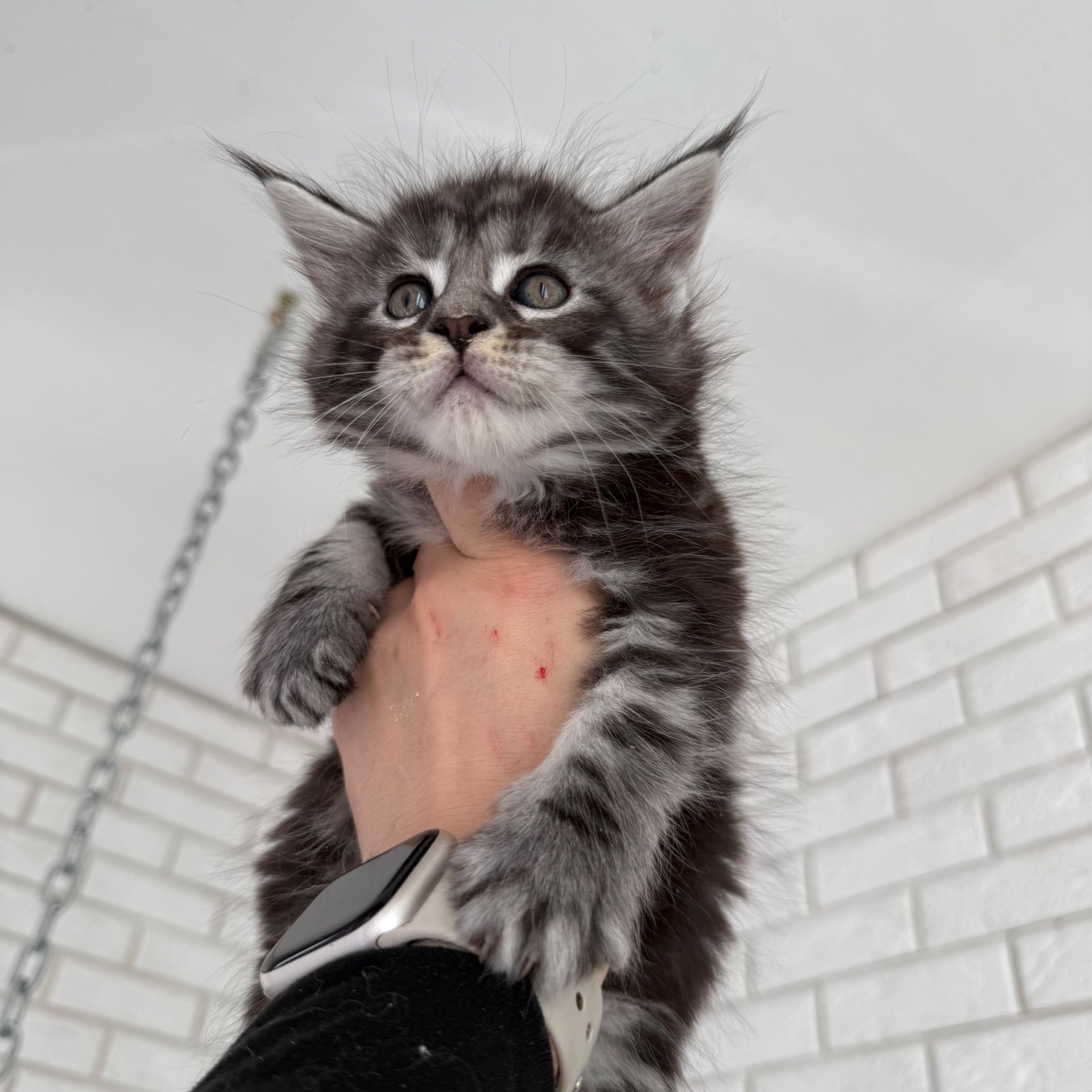 Котик мейн-кун з документами