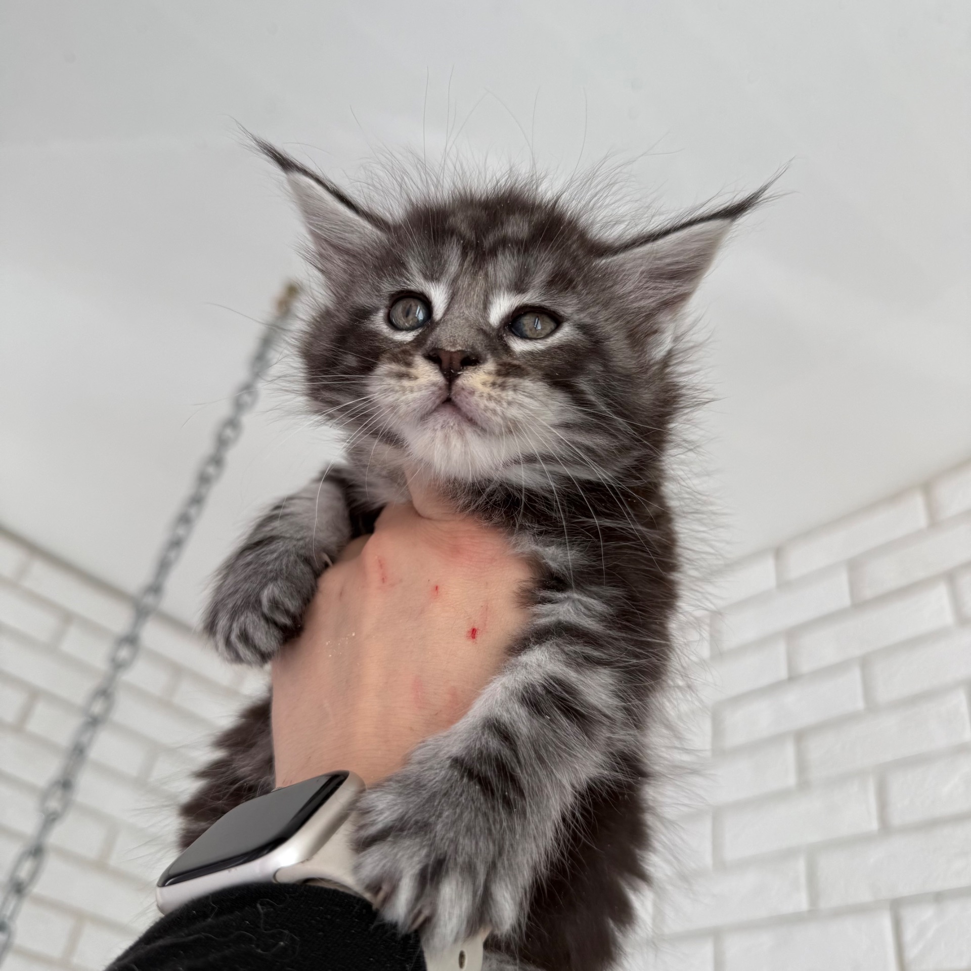 Котик мейн-кун з документами