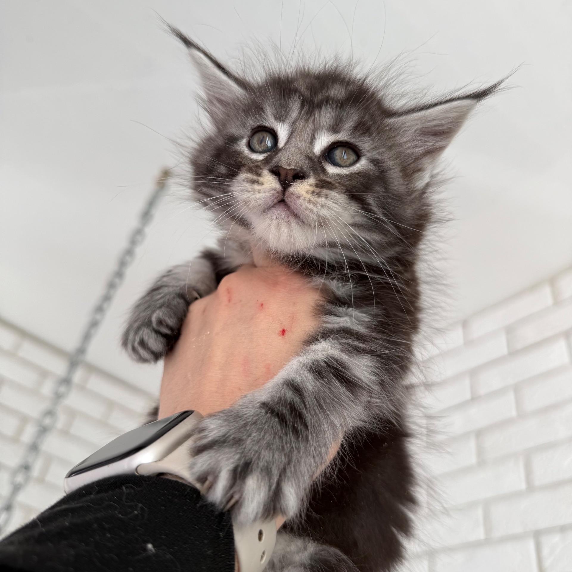 Котик мейн-кун з документами