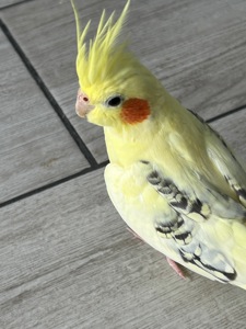 🦜 Корела шукає люблячу родину