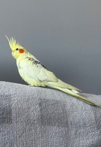 🦜 Корела шукає люблячу родину
