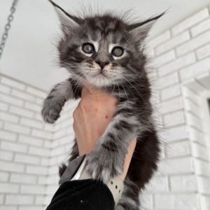 Котик мейн-кун з документами