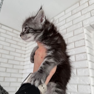 Котик мейн-кун з документами