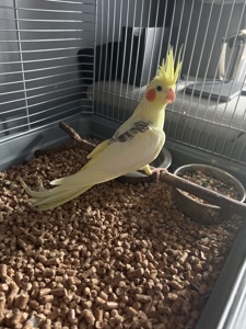 🦜 Корела шукає люблячу родину