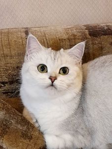 бесподобные шотландские котодетки ищут новый дом