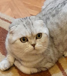 бесподобные шотландские котодетки ищут новый дом