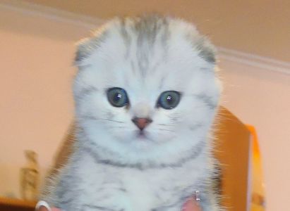 бесподобные шотландские котодетки ищут новый дом