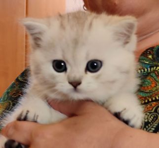 бесподобные шотландские котодетки ищут новый дом