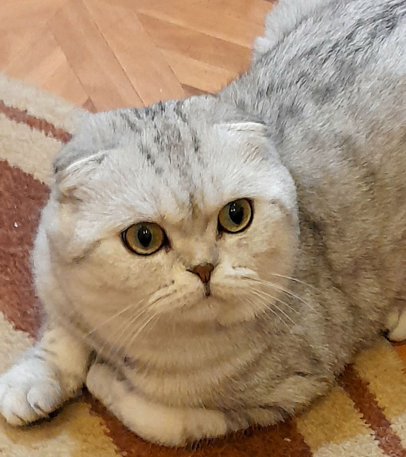 бесподобные шотландские котодетки ищут новый дом