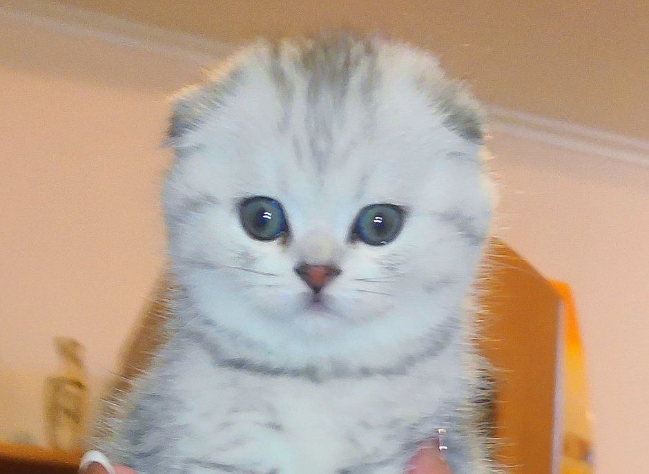 бесподобные шотландские котодетки ищут новый дом