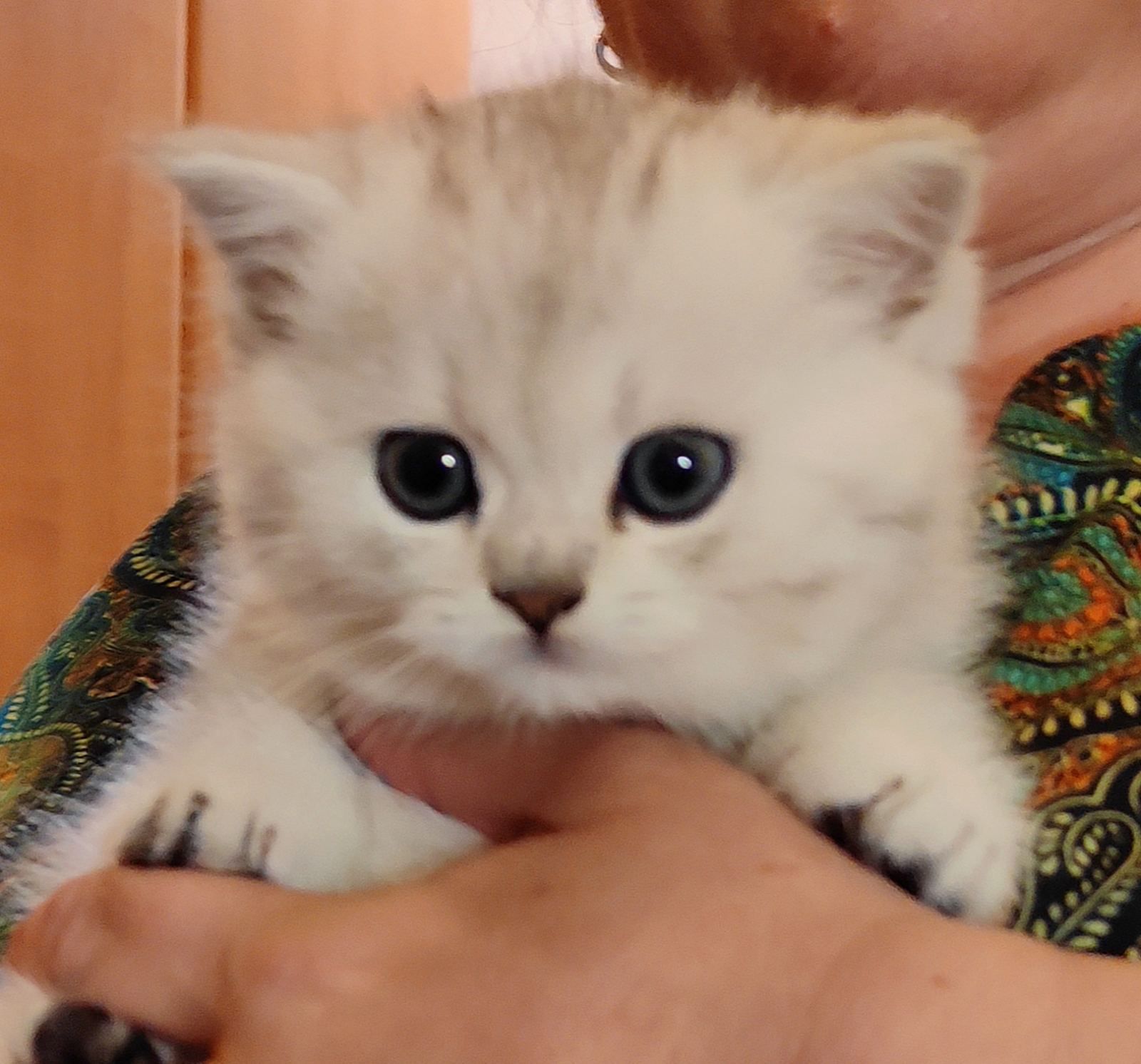 бесподобные шотландские котодетки ищут новый дом