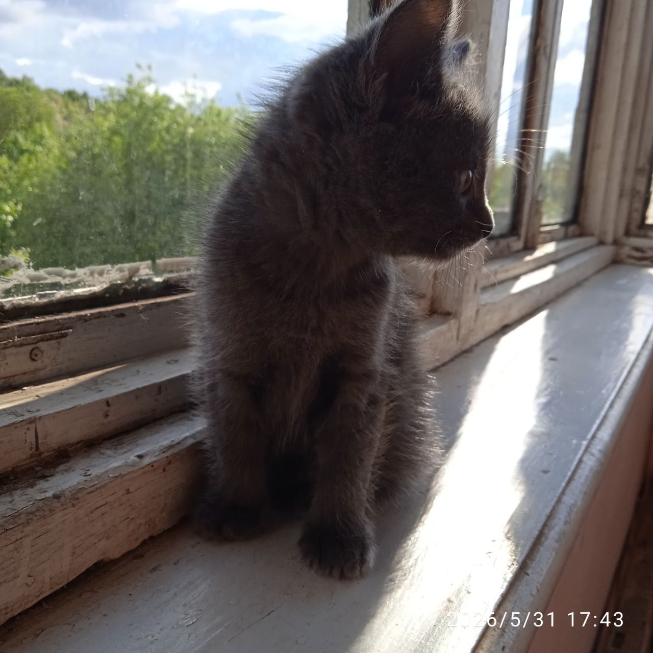 Хлоя