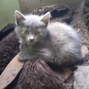 Хлоя